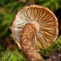 Inocybe hystrix bi1182