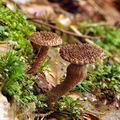 Inocybe hystrix bi4187