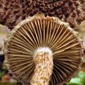 Inocybe hystrix bi4196