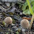 Inocybe_lacera_ak2239