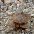 Inocybe_lacera_ak2272