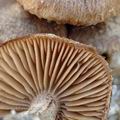 Inocybe_lacera_ak2283