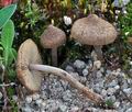 Inocybe_lacera_br6308