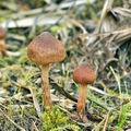 Inocybe_lacera_helobia_bj4840