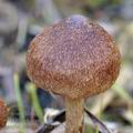 Inocybe_lacera_helobia_bj4848