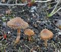 Inocybe_lacera_helobia_bj4859