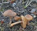 Inocybe_lacera_helobia_bj4861