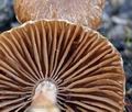 Inocybe_lacera_helobia_bj4869