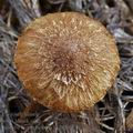 Inocybe_lacera_helobia_bk2058