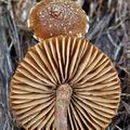 Inocybe_lacera_helobia_bk2065