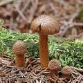 Inocybe_lanuginosa_ac2429