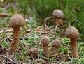 Inocybe_lanuginosa_ac2433