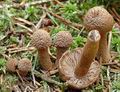 Inocybe_lanuginosa_ac2438