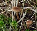 Inocybe_lanuginosa_bu4397