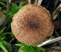 Inocybe_lanuginosa_bu4415