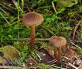 Inocybe_lanuginosa_bu4462