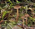 Inocybe_lanuginosa_bu4478