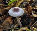 Inocybe_lilacina_bv1815
