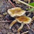 Inocybe_mixtilis_bm6294