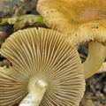 Inocybe_mixtilis_bm6295