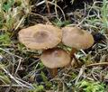 Inocybe_napipes_bp0296