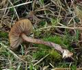 Inocybe_napipes_bp0304