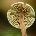 Inocybe_petiginosa_am0498