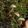 Inocybe_petiginosa_am0511