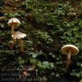 Inocybe_petiginosa_am0519