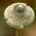 Inocybe_petiginosa_am0531