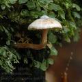 Inocybe_petiginosa_am0533