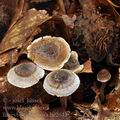 Inocybe_petiginosa_be2643