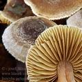 Inocybe_petiginosa_be2644