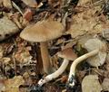 Inocybe_phaeodisca_bv3028