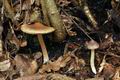 Inocybe_phaeodisca_bv3031