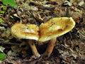 Inocybe_pyriodora_bv2920