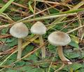 Inocybe_sindonia_bp3843