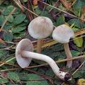 Inocybe_sindonia_bp3849