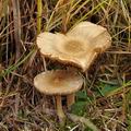 Inocybe_sindonia_bp3864