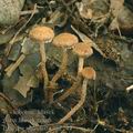 Inocybe_squamata_ag2244