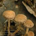 Inocybe_squamata_ag2248