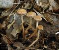 Inocybe_squarrosa_ag2244