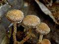 Inocybe_squarrosa_ag2248