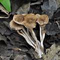 Inocybe_squarrosa_bk7585