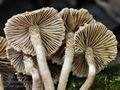 Inocybe_squarrosa_bk7595