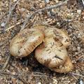 Inocybe_stenospora_bm4814