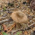 Inocybe_stenospora_bp3491