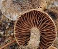 Inocybe_stenospora_bp3498