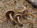 Inocybe_stenospora_bp3503