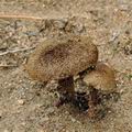 Inocybe_stenospora_bp3656